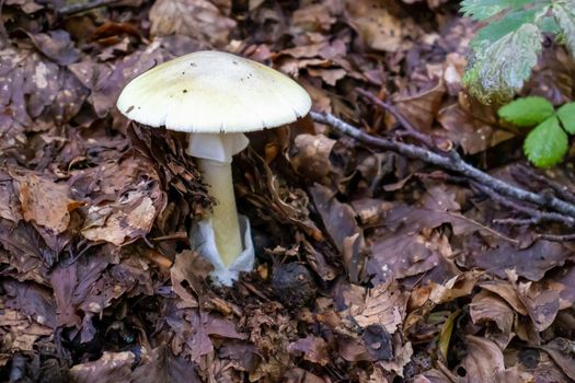 White mushroom close up coming out among the leaves, moss and branches in the mountains among the trees