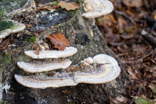 white woody mushroom, mushrooms coming out of a tree trunk in the forest.