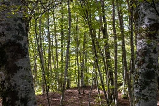 tall green european beech forest with sky behind.