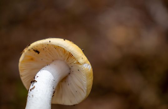 background under the hat of the mushroom with reeds in the woods.