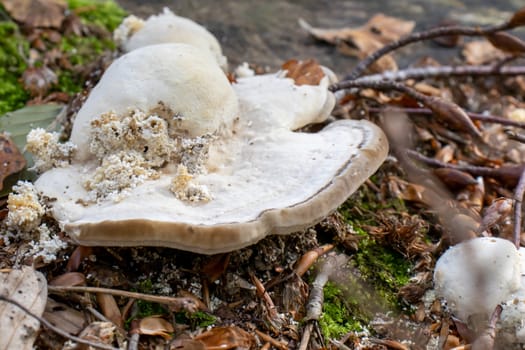 white woody mushroom, mushrooms coming out of a tree trunk in the forest.