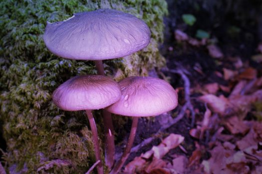 Violet poisonous mushroom close up coming out among the leaves, moss and branches in the mountains among the trees