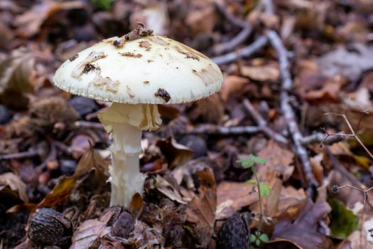 White mushroom close up coming out among the leaves, moss and branches in the mountains among the trees