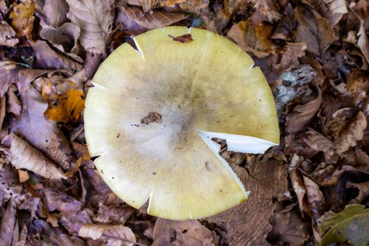 Yellow mushroom close up coming out among the leaves, moss and branches in the mountains among the trees