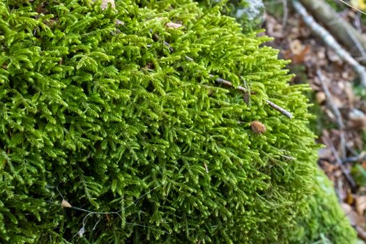 Ground covered with green moss close up.