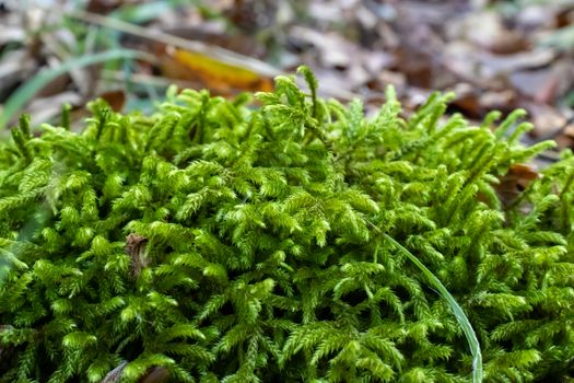 Ground covered with green moss close up.