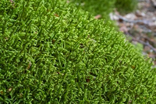 Ground covered with green moss close up.