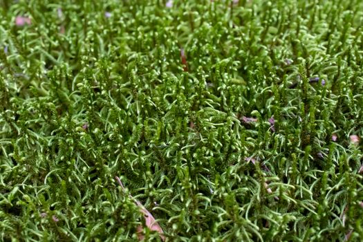 Ground covered with green moss close up.