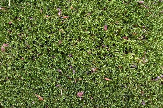 Ground covered with green moss close up.