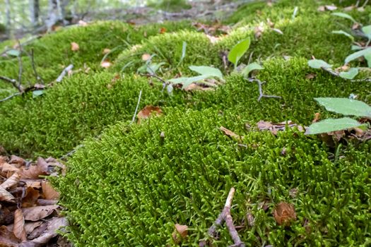 Ground covered with green moss close up.