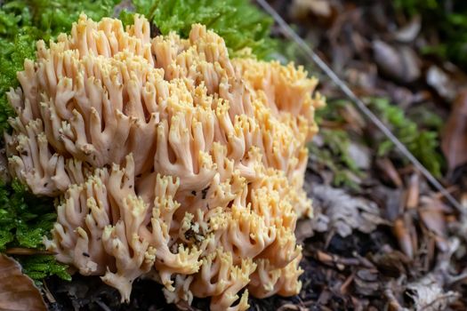 Ramaria pallida white mushroom in the forest coming out of the moss green