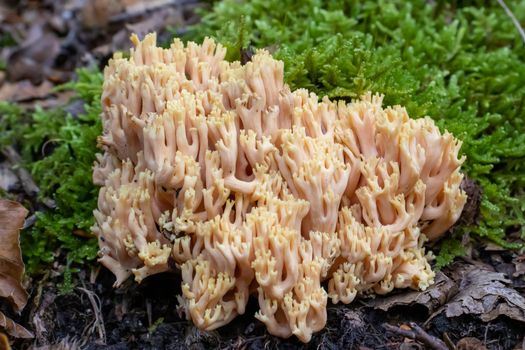 Ramaria pallida white mushroom in the forest coming out of the moss green