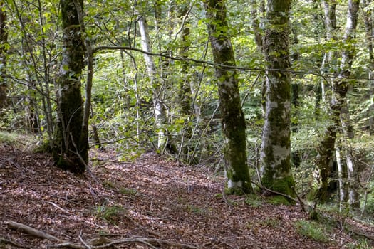 tall green european beech forest with sky behind.