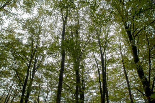 tall green european beech forest with sky behind.