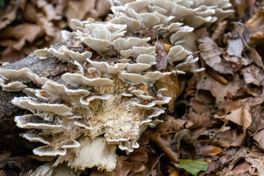 white woody mushroom, mushrooms coming out of a tree trunk in the forest.