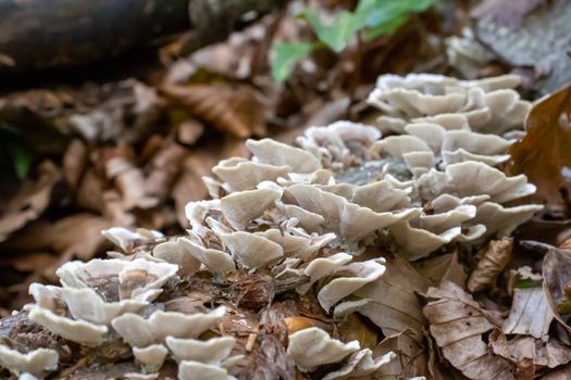 white woody mushroom, mushrooms coming out of a tree trunk in the forest.