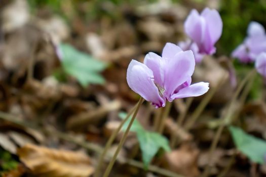 close up purple and pink cyclamen growing in the mountains among the trees.