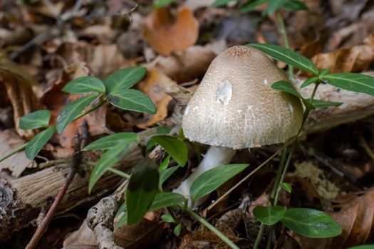 White mushroom close up coming out among the leaves, moss and branches in the mountains among the trees