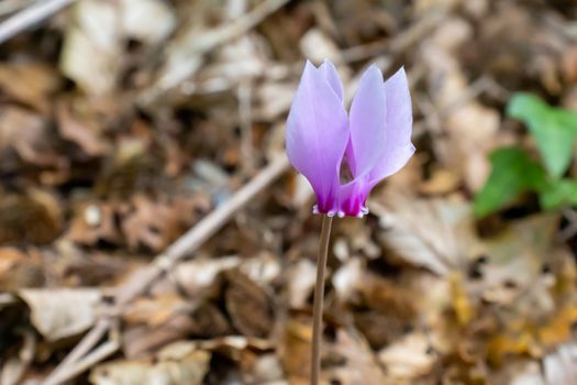 close up purple and pink cyclamen growing in the mountains among the trees.