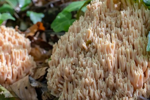 Ramaria pallida white mushroom in the forest coming out of the moss green