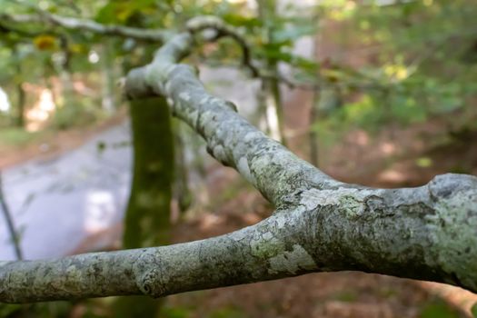 tree branch close up in the woods