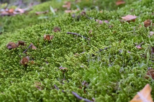 Ground covered with green moss close up.