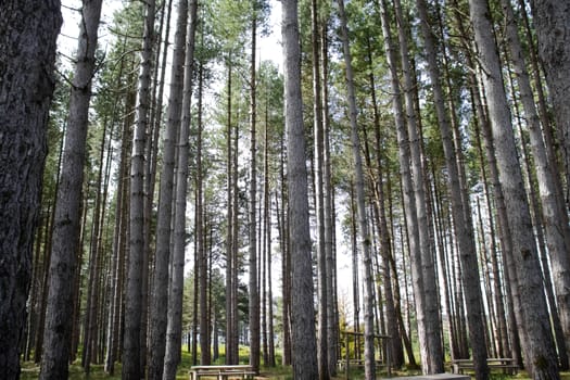 tall green pine forest with sky behind.