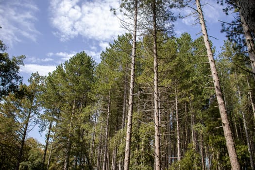 tall green pine forest with sky behind.