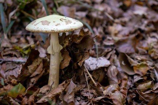 White mushroom close up coming out among the leaves, moss and branches in the mountains among the trees