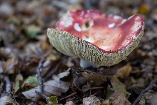 red mushroom close up coming out among the leaves, moss and branches in the mountains among the trees