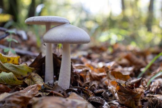 White mushroom close up coming out among the leaves, moss and branches in the mountains among the trees