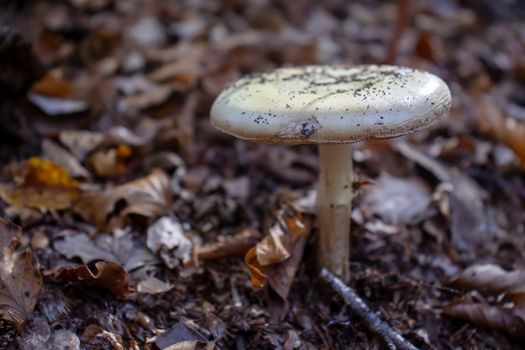 White mushroom close up coming out among the leaves, moss and branches in the mountains among the trees