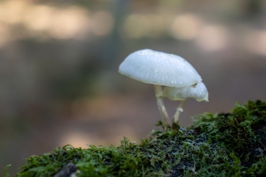 White mushroom close up coming out among the leaves, moss and branches in the mountains among the trees