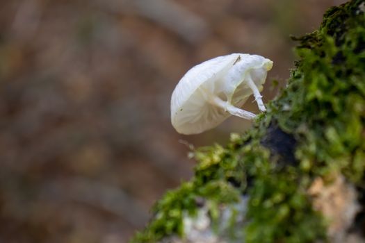 White mushroom close up coming out among the leaves, moss and branches in the mountains among the trees