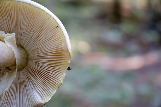 background under the hat of the mushroom with reeds in the woods.