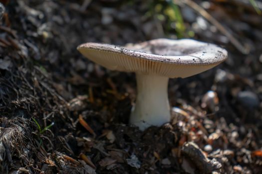 Brown mushroom close up coming out among the leaves, moss and branches in the mountains among the trees