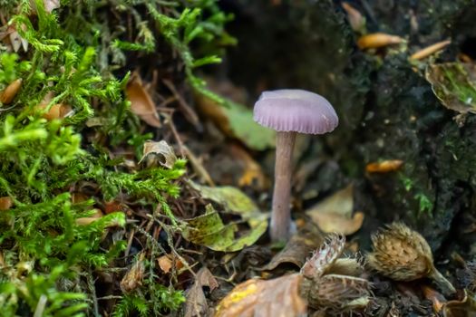 violet mushroom close up coming out among the leaves, moss and branches in the mountains among the trees