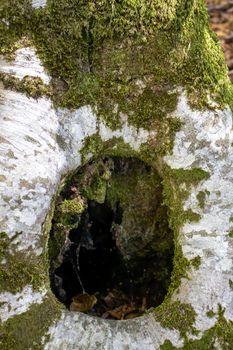 tree bark texture with moss close up.