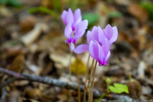 close up purple and pink cyclamen growing in the mountains among the trees.