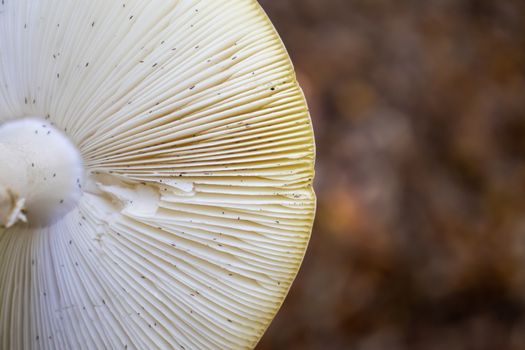 background under the hat of the mushroom with reeds in the woods.