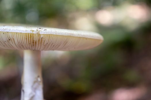 background under the hat of the mushroom with reeds in the woods.