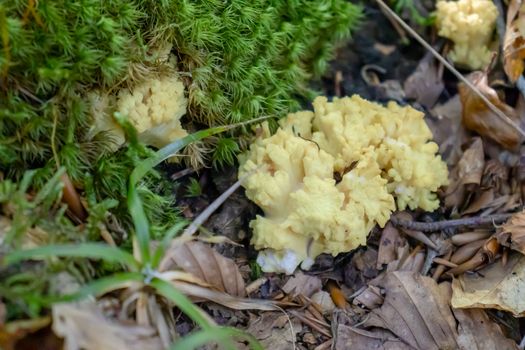 Ramaria pallida white mushroom in the forest coming out of the moss green