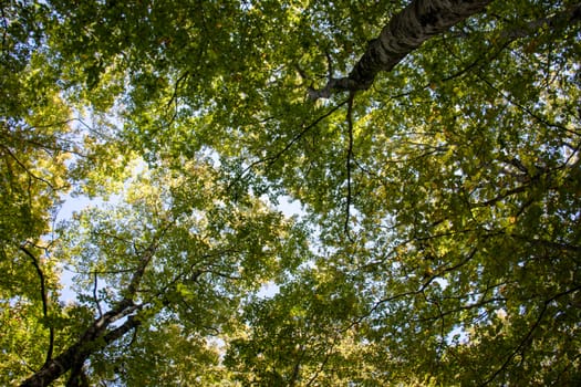 Point of view of green trees with the sky behind upwards.