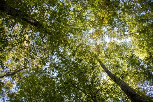 Point of view of green trees with the sky behind upwards.