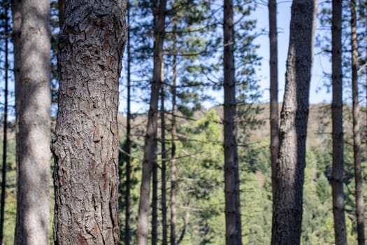 tall green pine forest with sky behind.