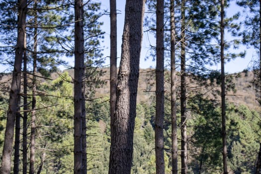 tall green pine forest with sky behind.