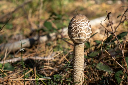 parasol mushroom on the ground in the forest close up. Macrolepiota procera