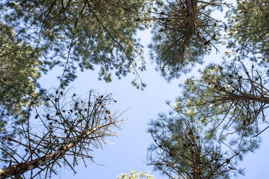 Point of view of green trees with the sky behind upwards.