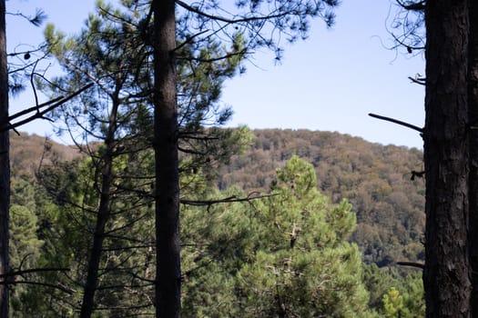 tall green pine forest with sky behind.