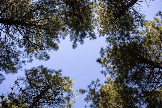 Point of view of green trees with the sky behind upwards.